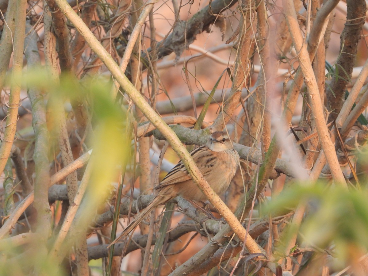 Striated Grassbird - ML638623078