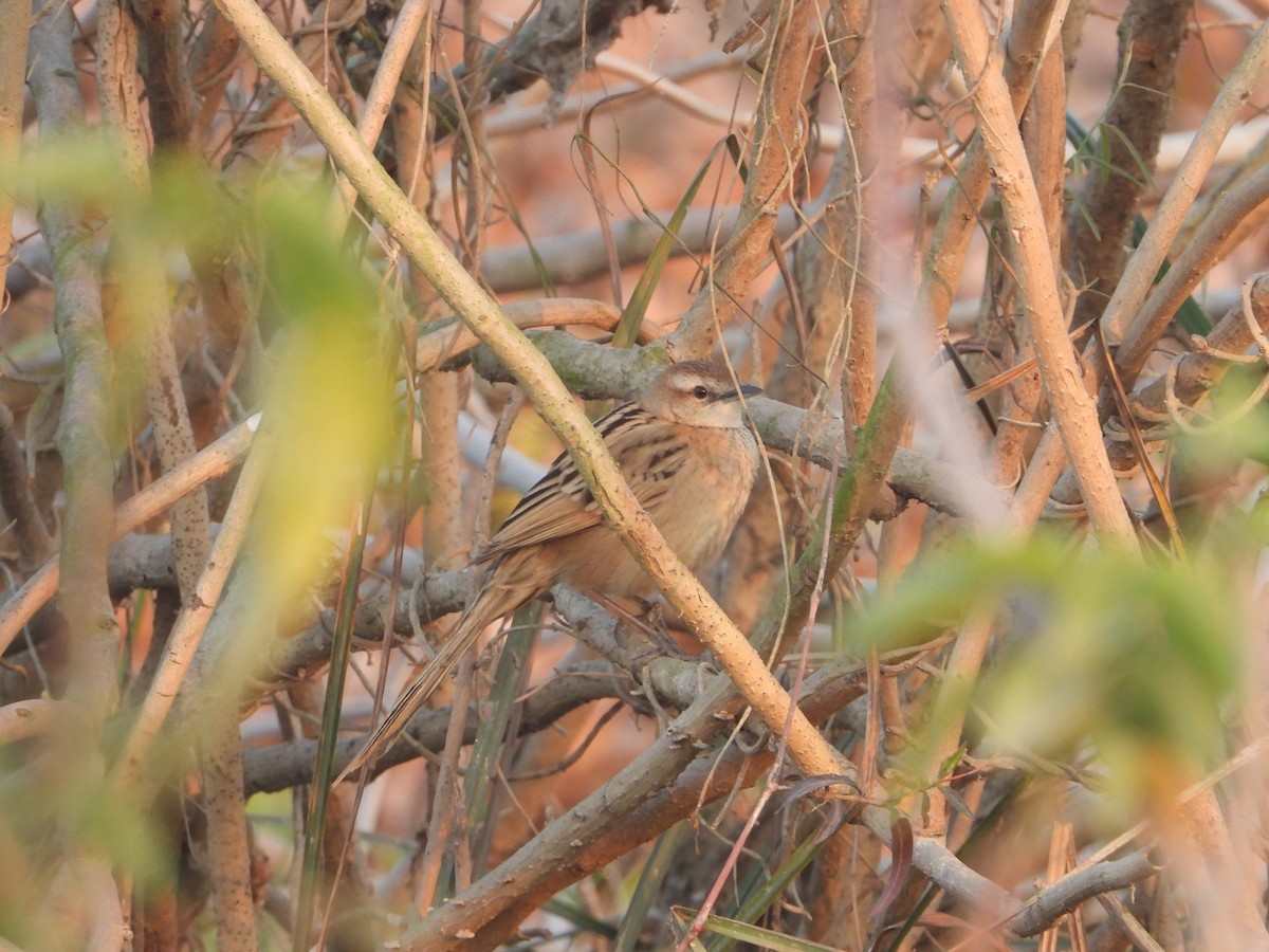 Striated Grassbird - ML638623079