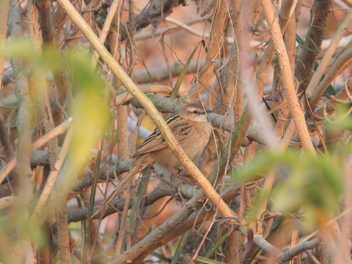 Striated Grassbird - ML638623080