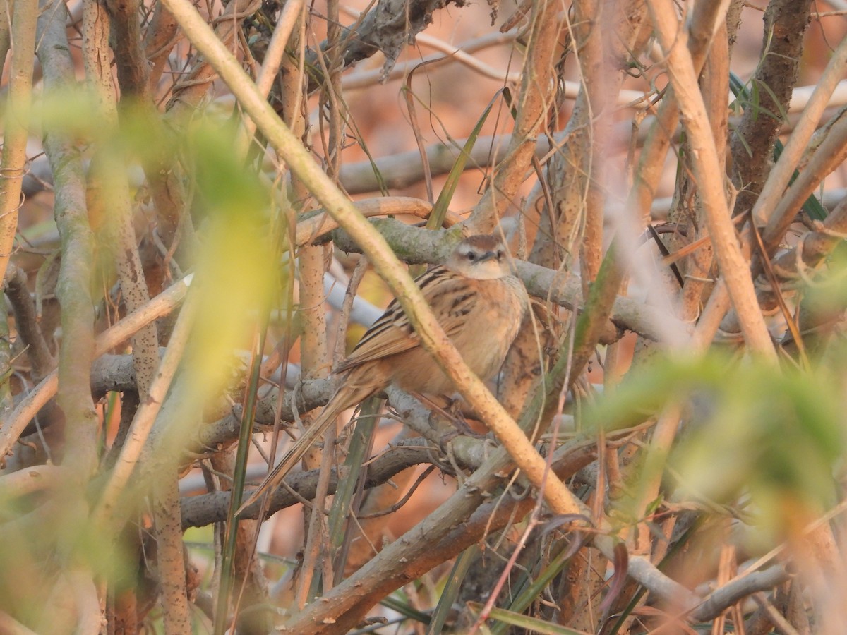 Striated Grassbird - ML638623081