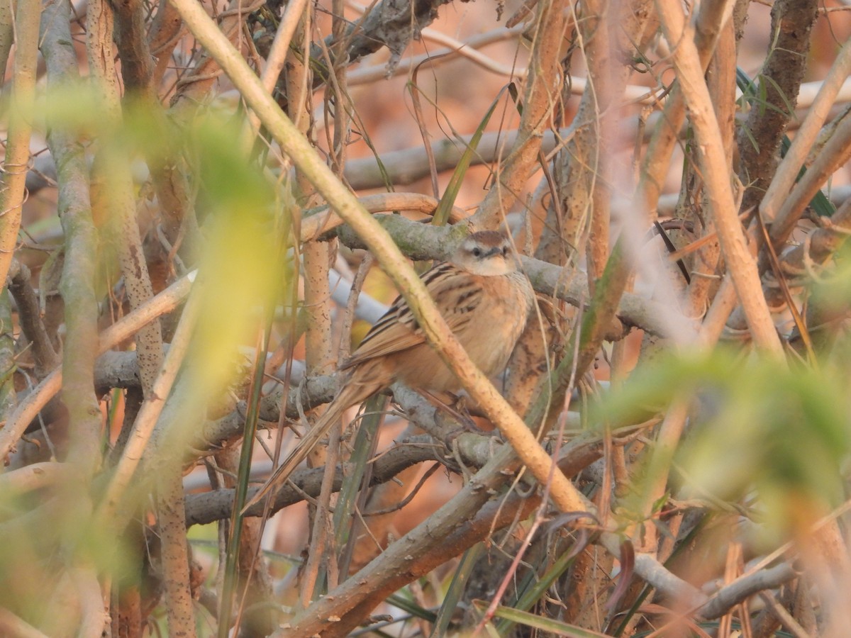 Striated Grassbird - ML638623082