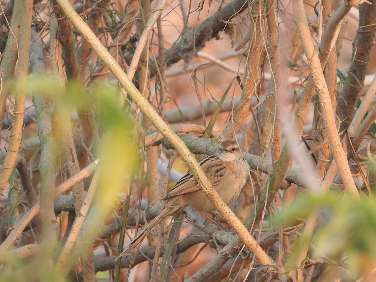 Striated Grassbird - ML638623083