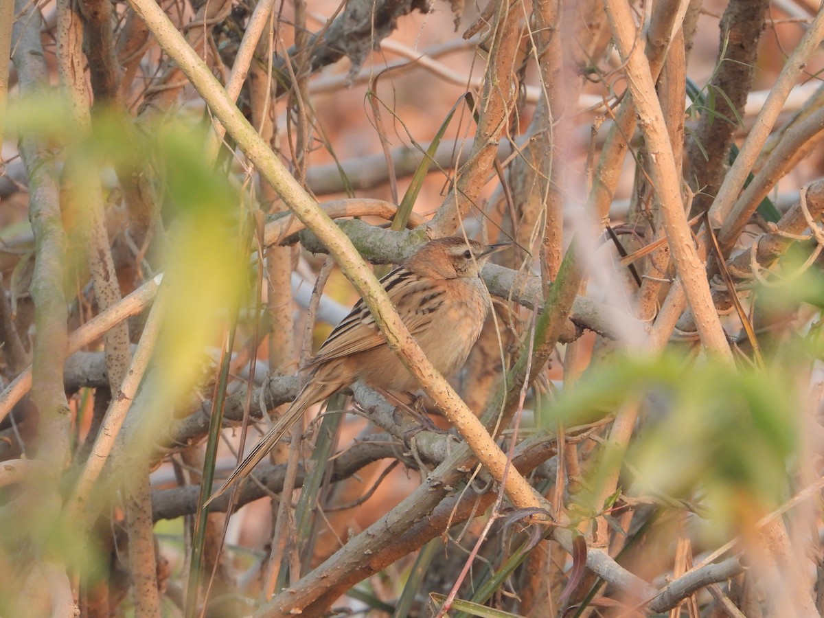 Striated Grassbird - ML638623084