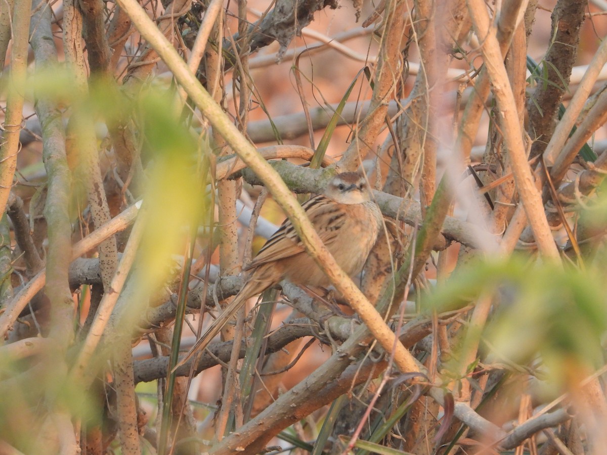 Striated Grassbird - ML638623085
