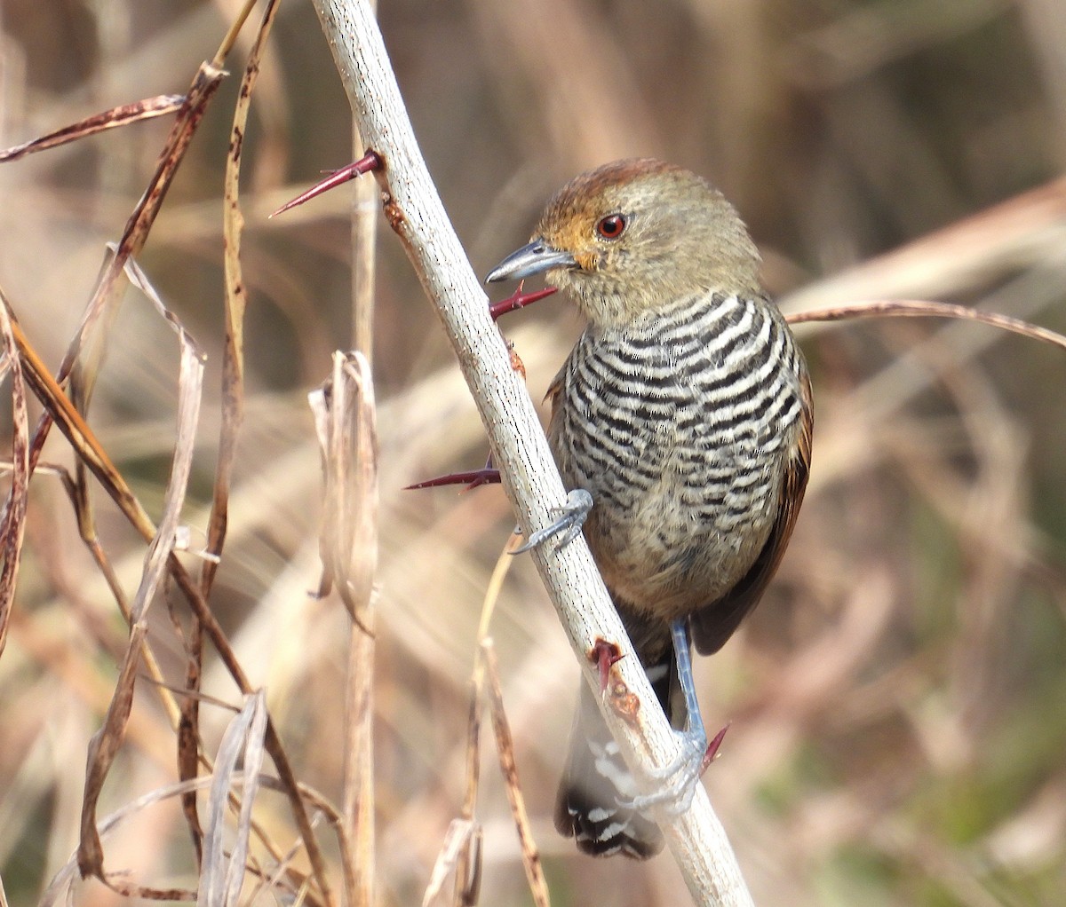 Rufous-capped Antshrike - ML638623087