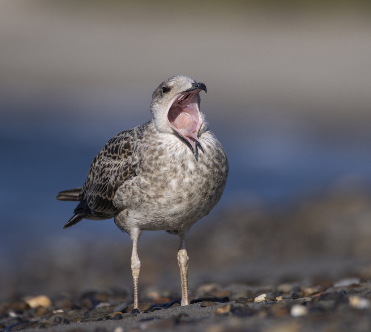 Yellow-legged Gull - ML638623088