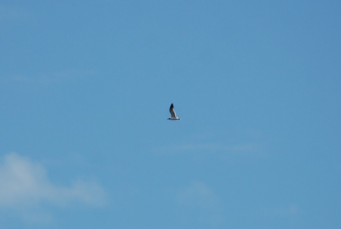 Laughing Gull - ML638623089