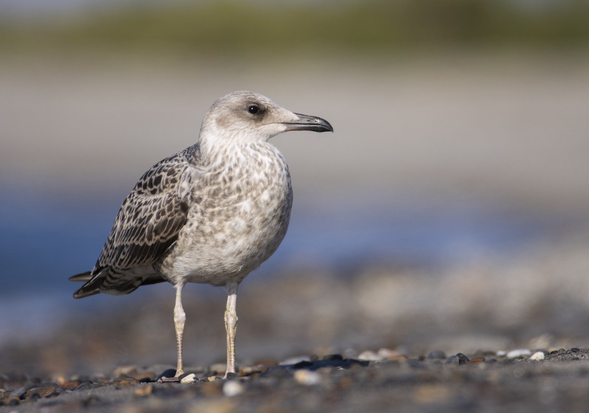 Yellow-legged Gull - ML638623090