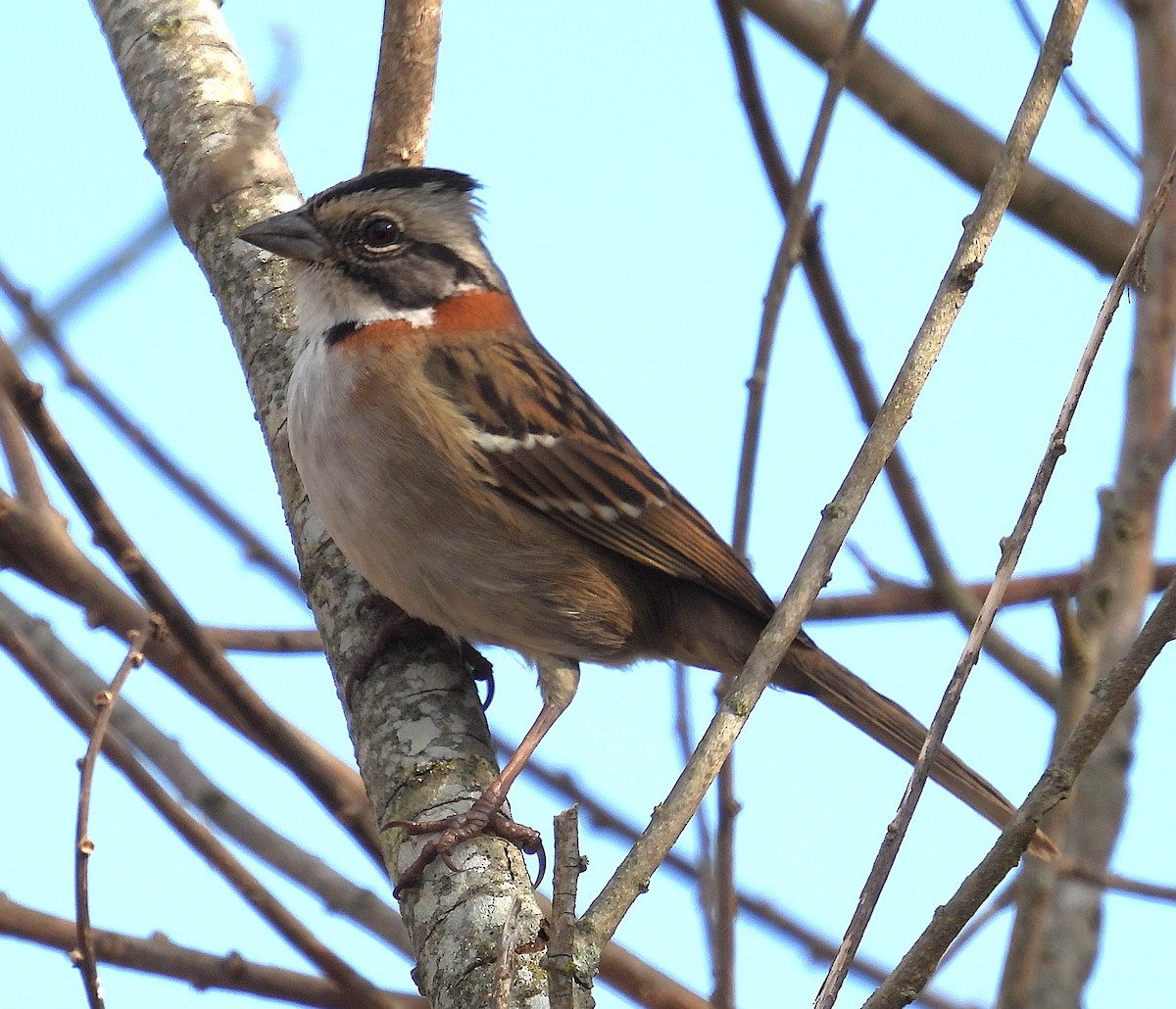Rufous-collared Sparrow - ML638623092