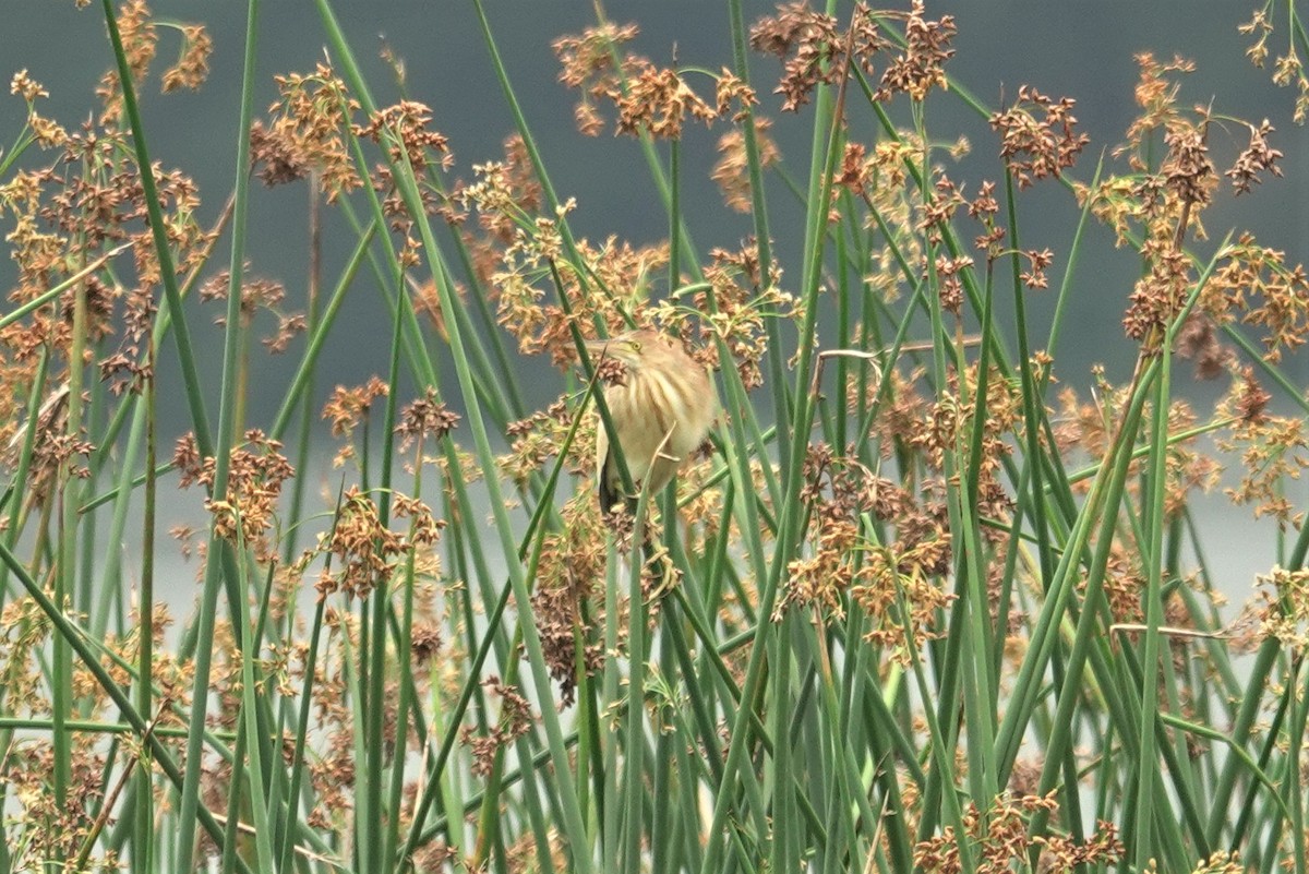 Yellow Bittern - ML638623102