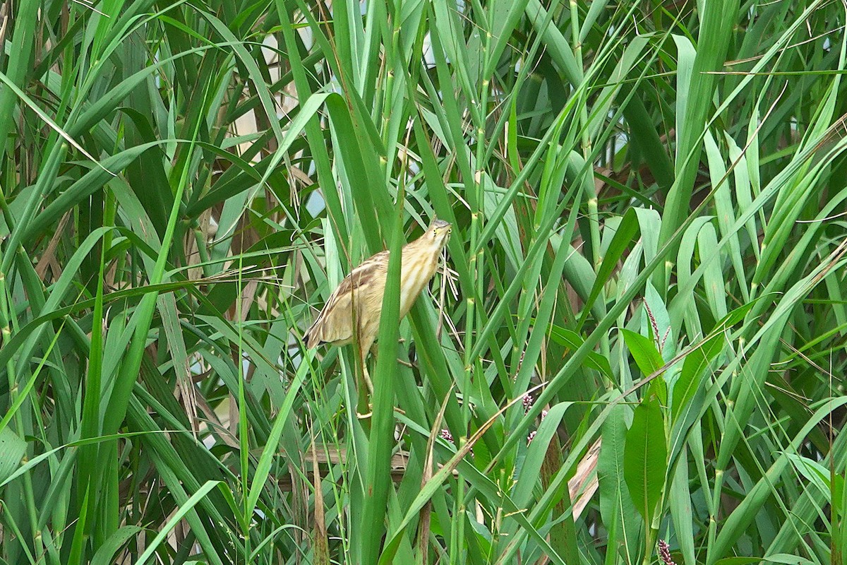 Yellow Bittern - ML638623103