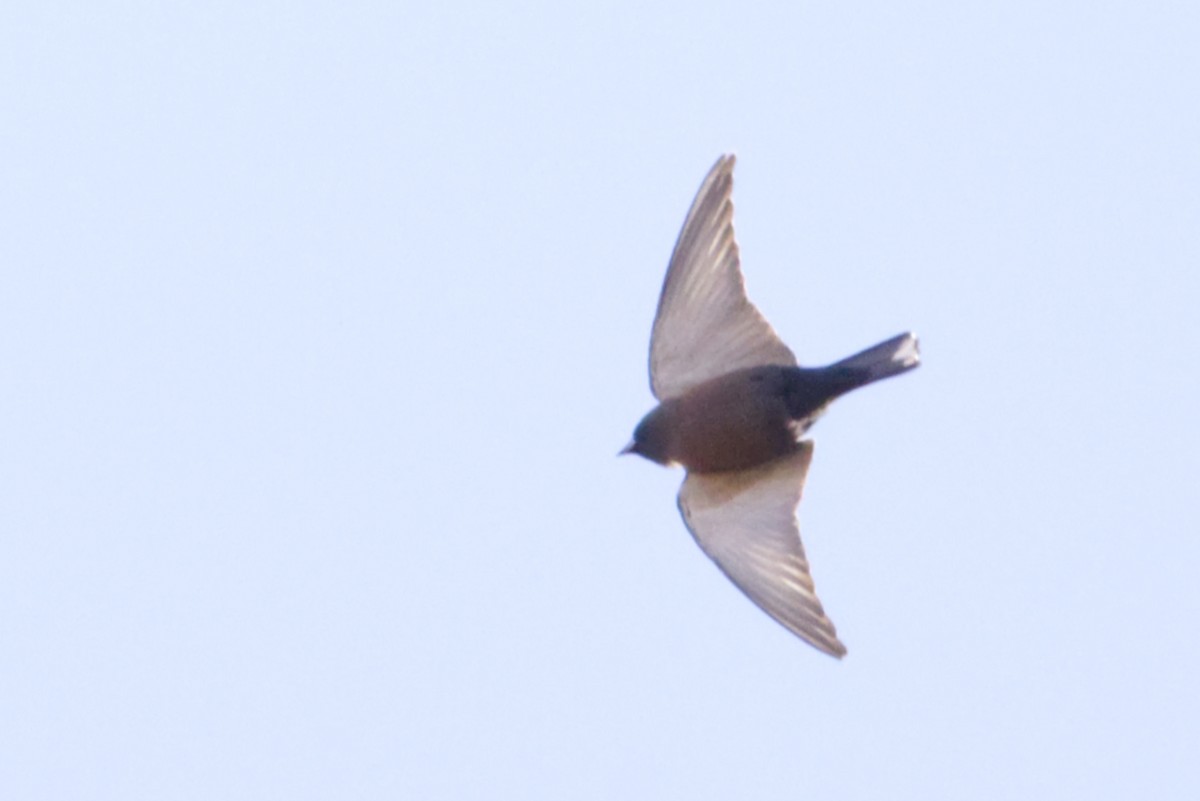Little Woodswallow - ML638623104