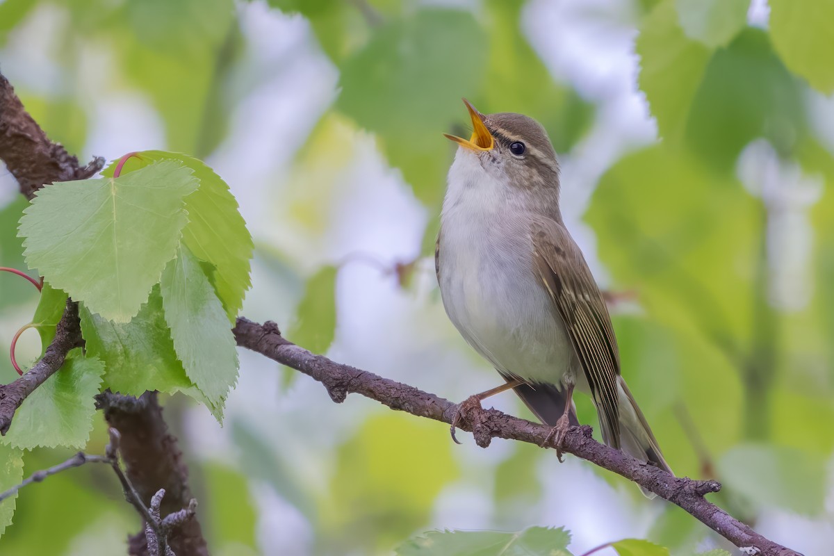 Arctic Warbler - ML638623105