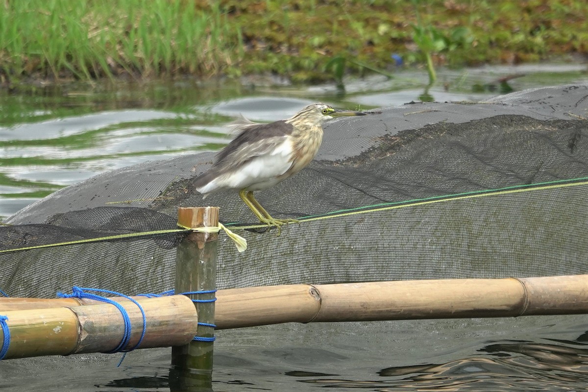 Javan Pond-Heron - ML638623106