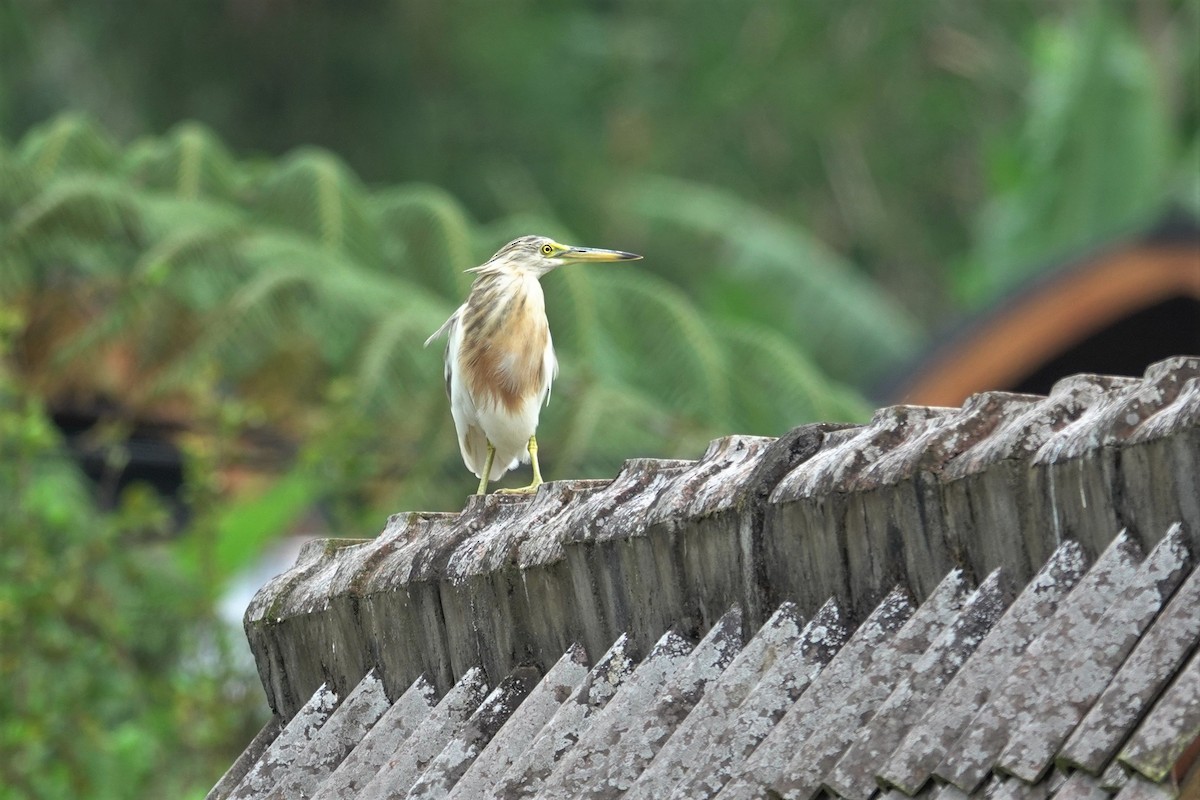 Javan Pond-Heron - ML638623108