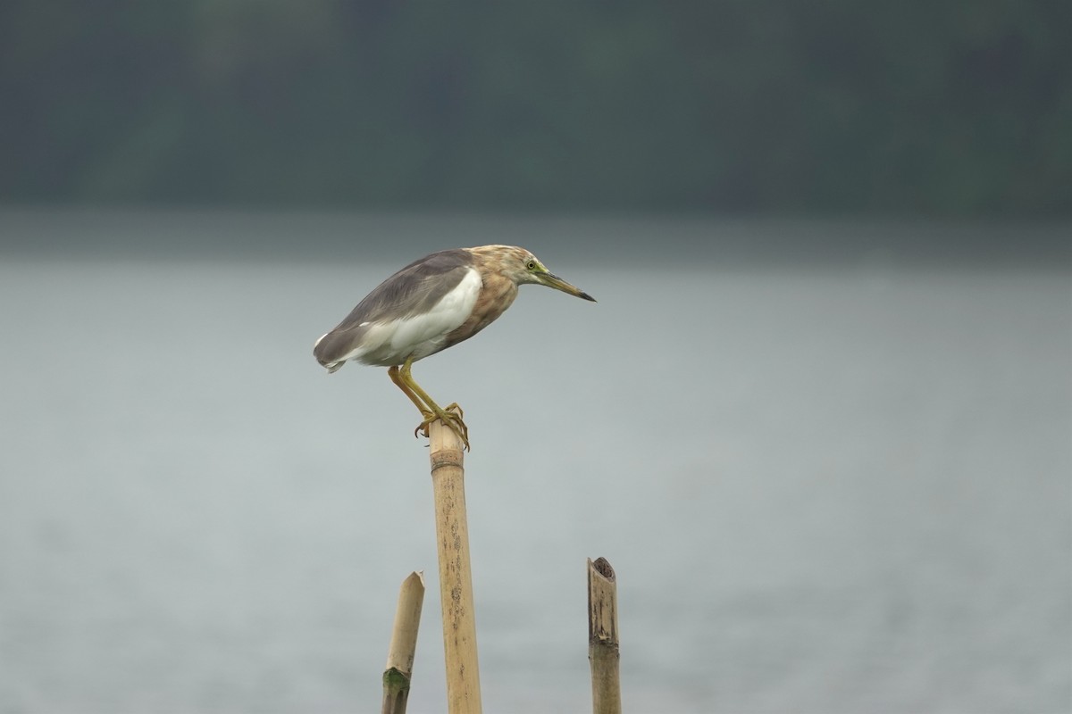 Javan Pond-Heron - ML638623109