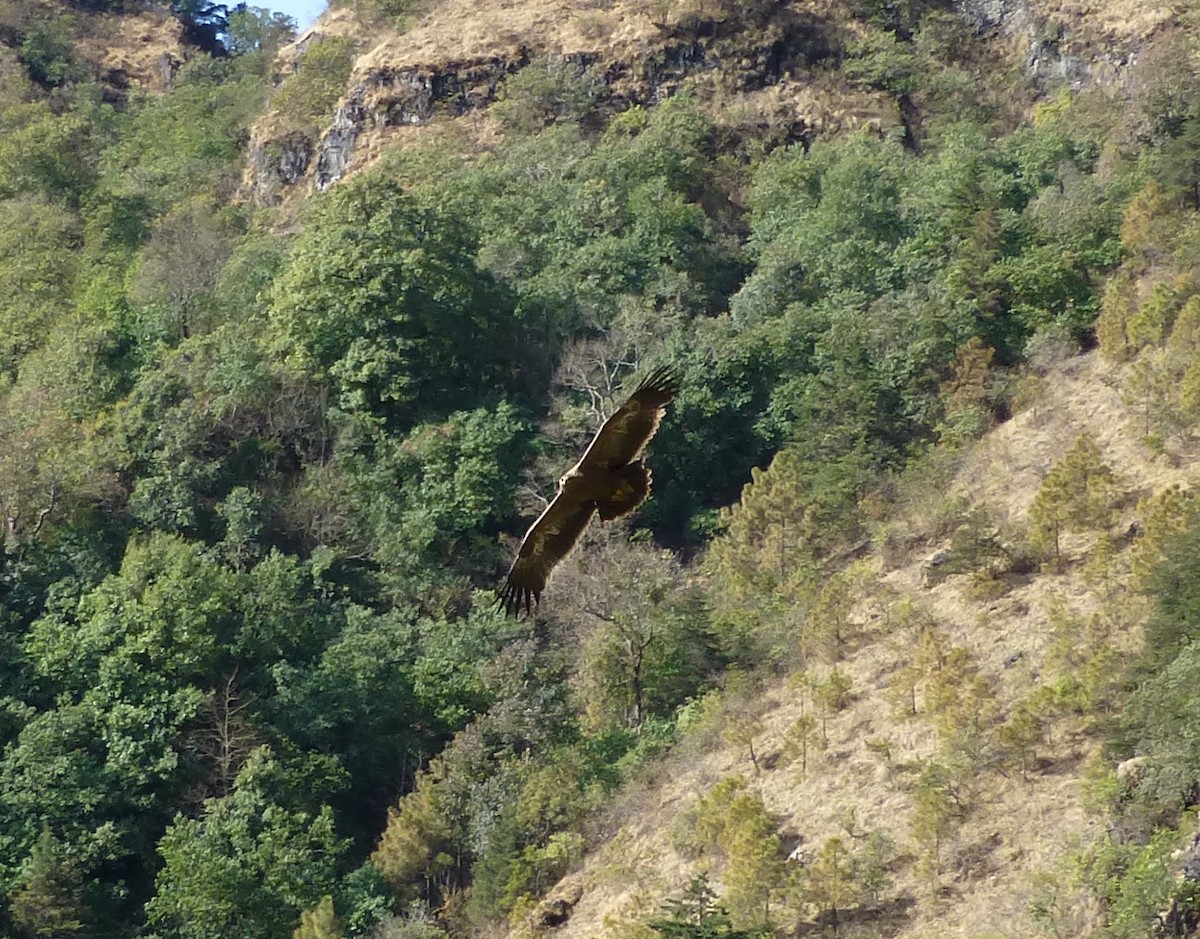 Águila Esteparia - ML638623116