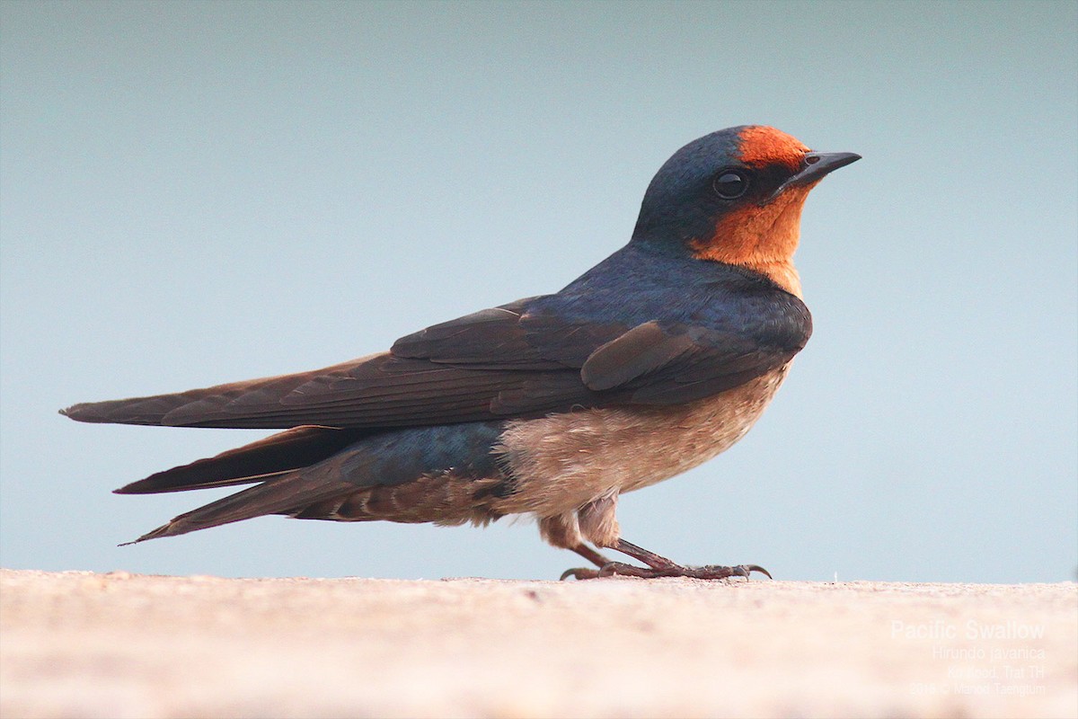 Golondrina del Pacífico - ML638623141