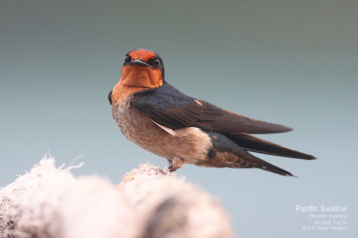 Golondrina del Pacífico - ML638623142