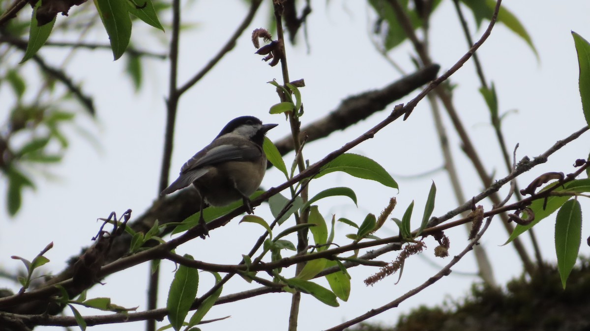 Black-capped Chickadee - ML638623185