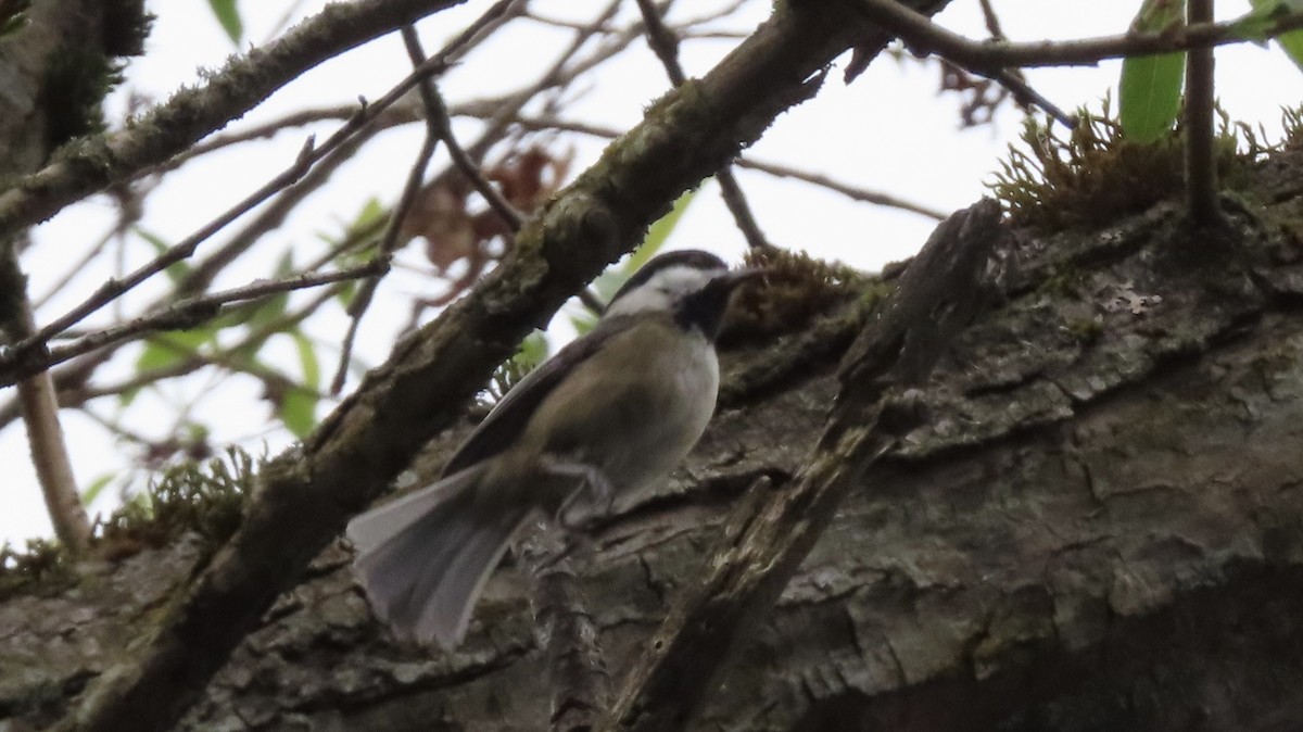 Black-capped Chickadee - ML638623186