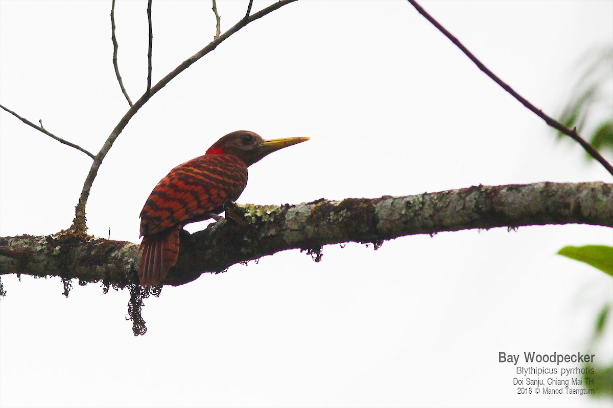 Bay Woodpecker - ML638623200