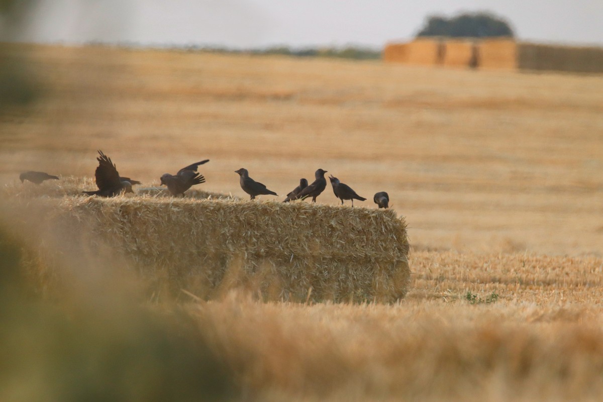 Eurasian Jackdaw - ML638623239