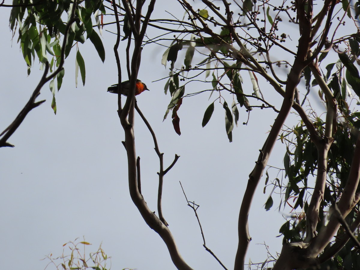 Scarlet Robin - ML638623269