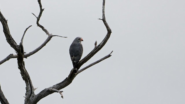 Lizard Buzzard - ML638623290