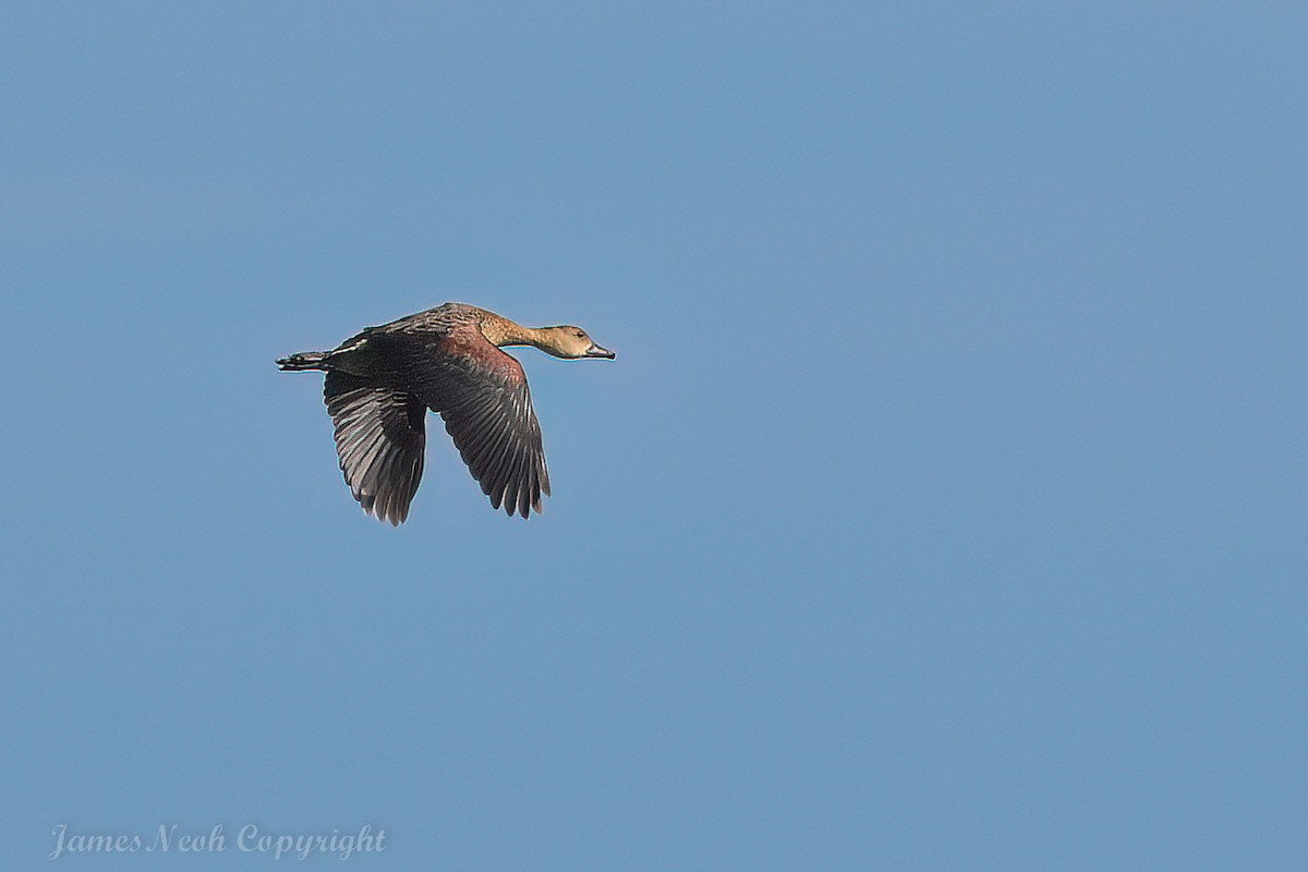 Wandering Whistling-Duck - ML638623320