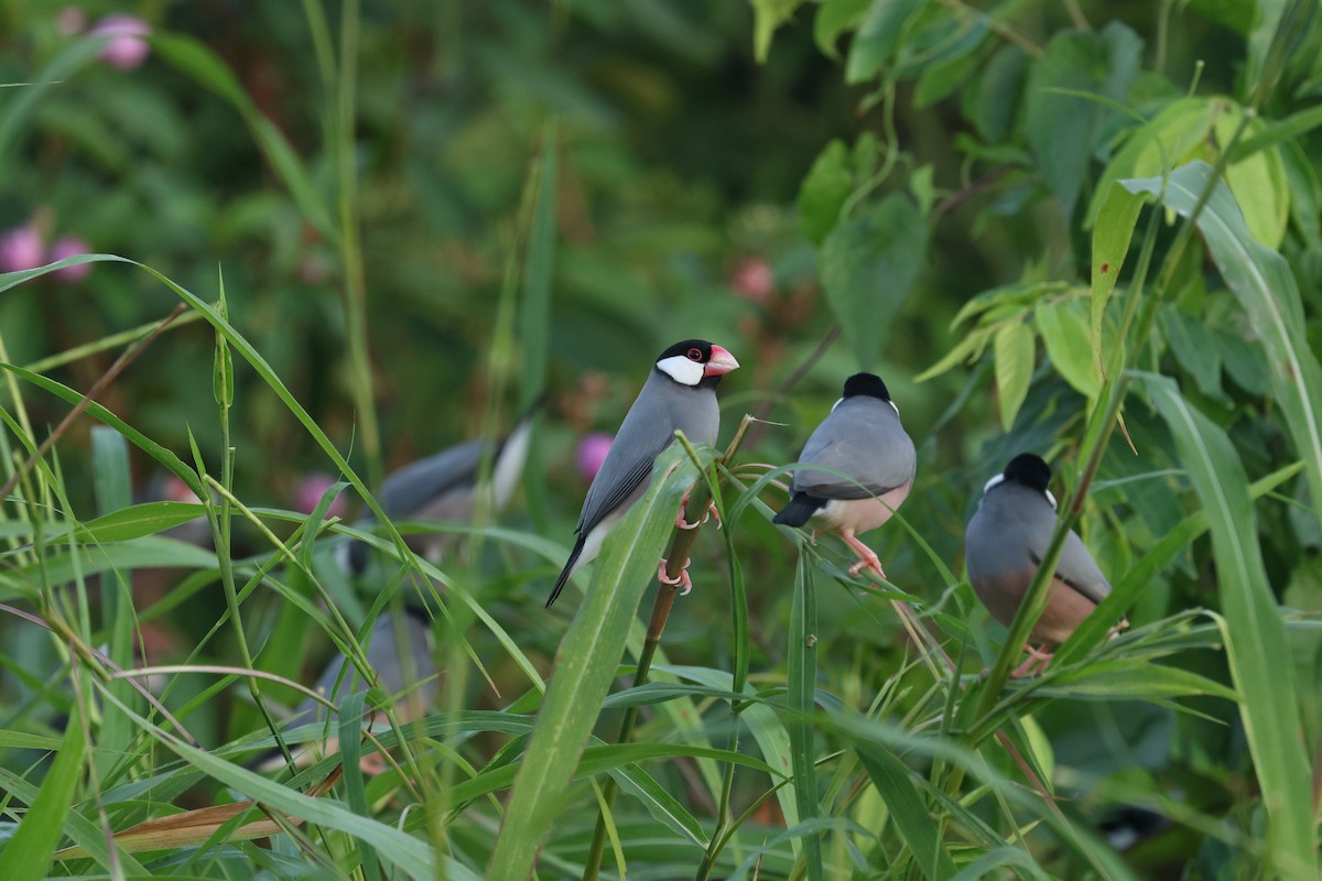 Java Sparrow - ML638623327