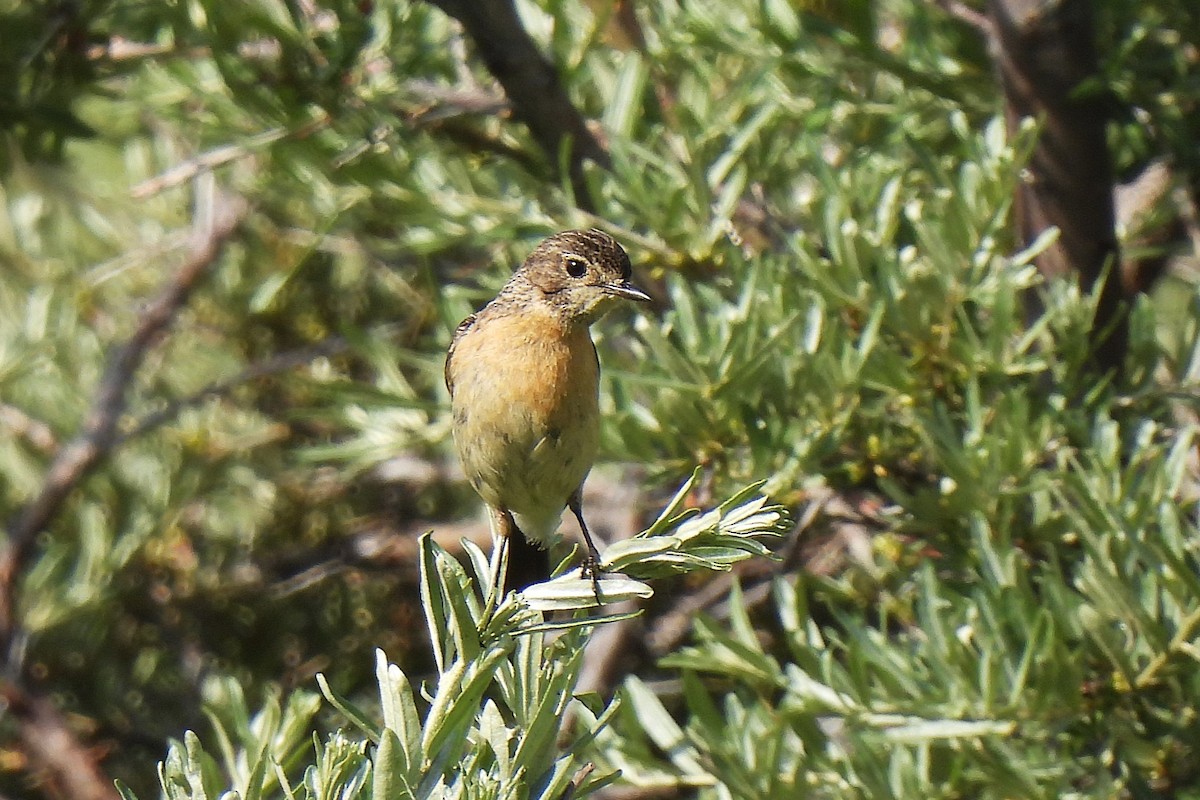 Tarier de Sibérie - ML638623346