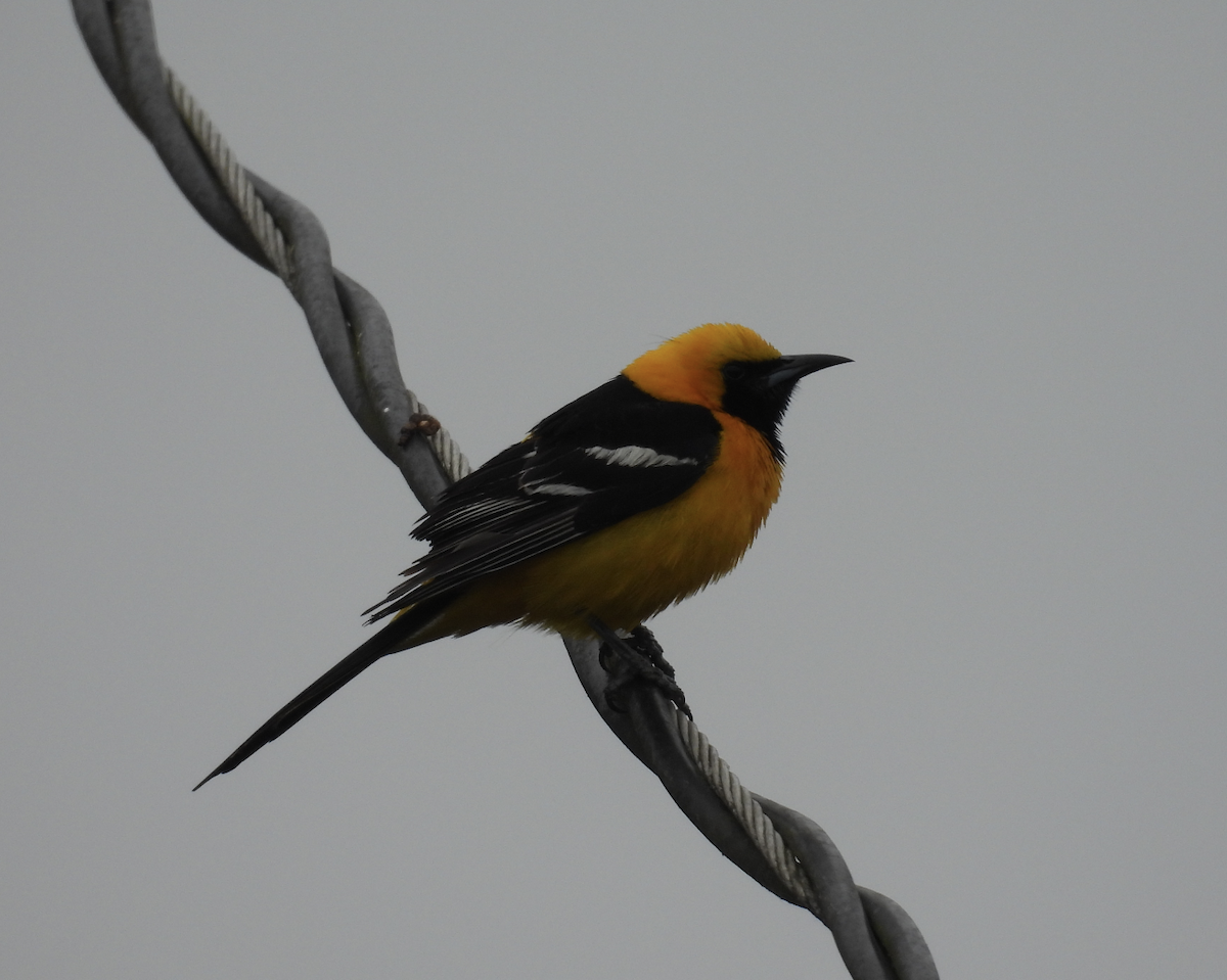 Oriole masqué - ML638623359