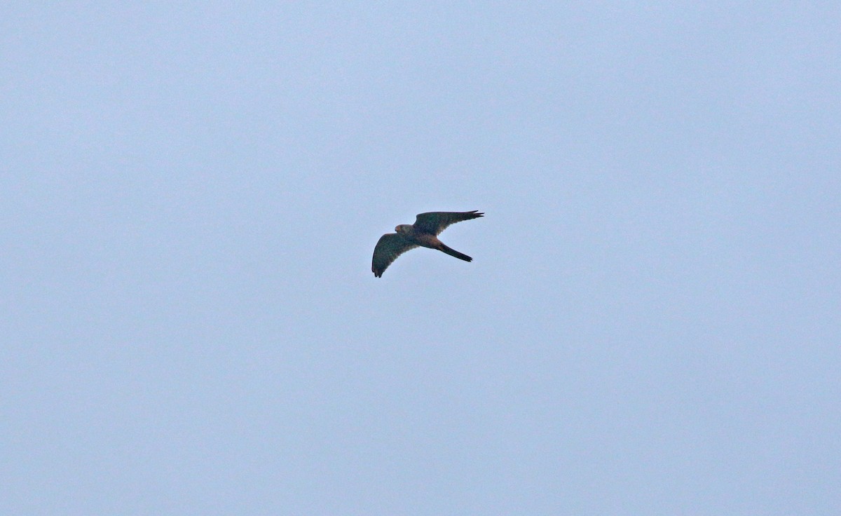 Faucon crécerelle - ML638623362