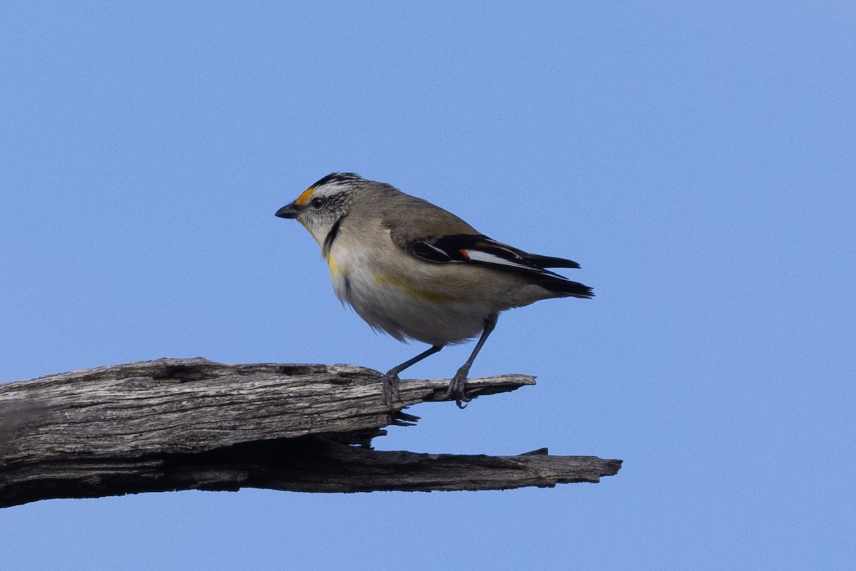 Pardalote à point jaune - ML638623366
