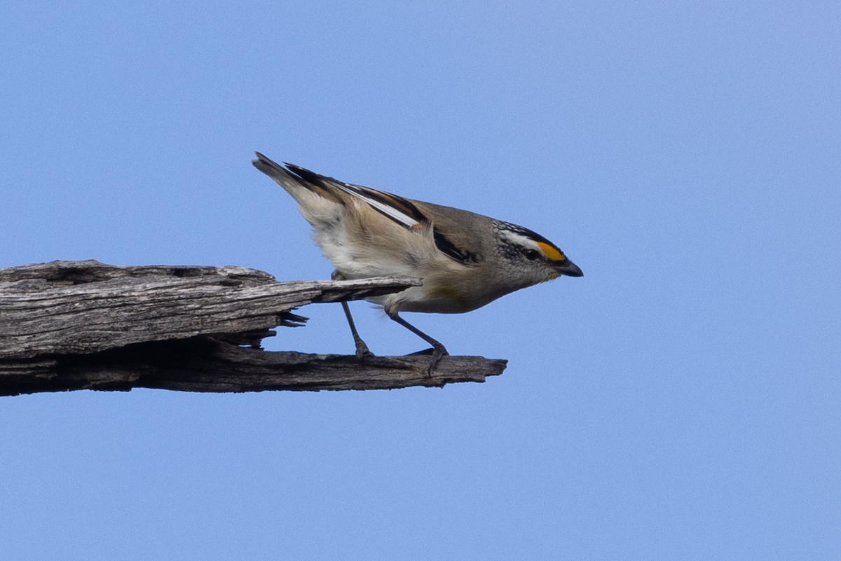 Pardalote à point jaune - ML638623367