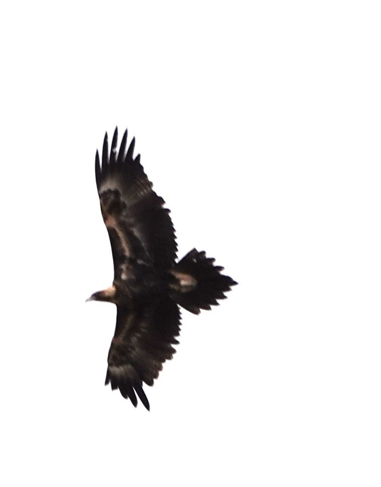 Aigle d'Australie - ML638623368
