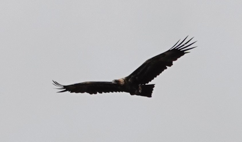 Aigle d'Australie - ML638623369