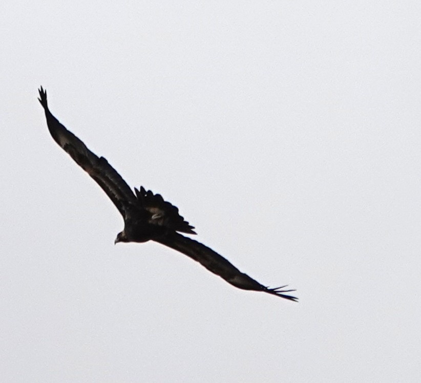 Aigle d'Australie - ML638623370