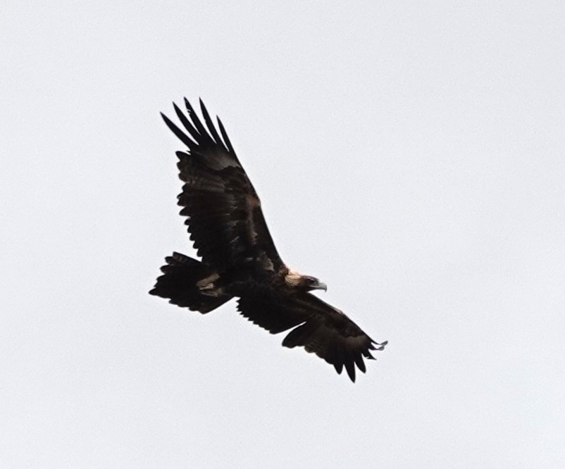 Aigle d'Australie - ML638623372