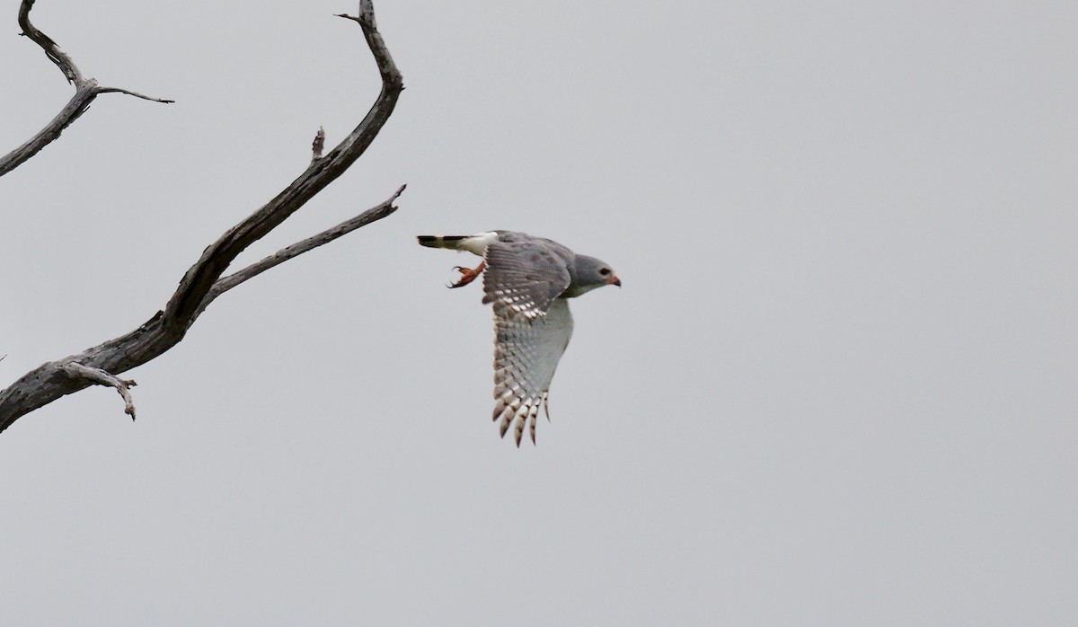 Lizard Buzzard - ML638623380