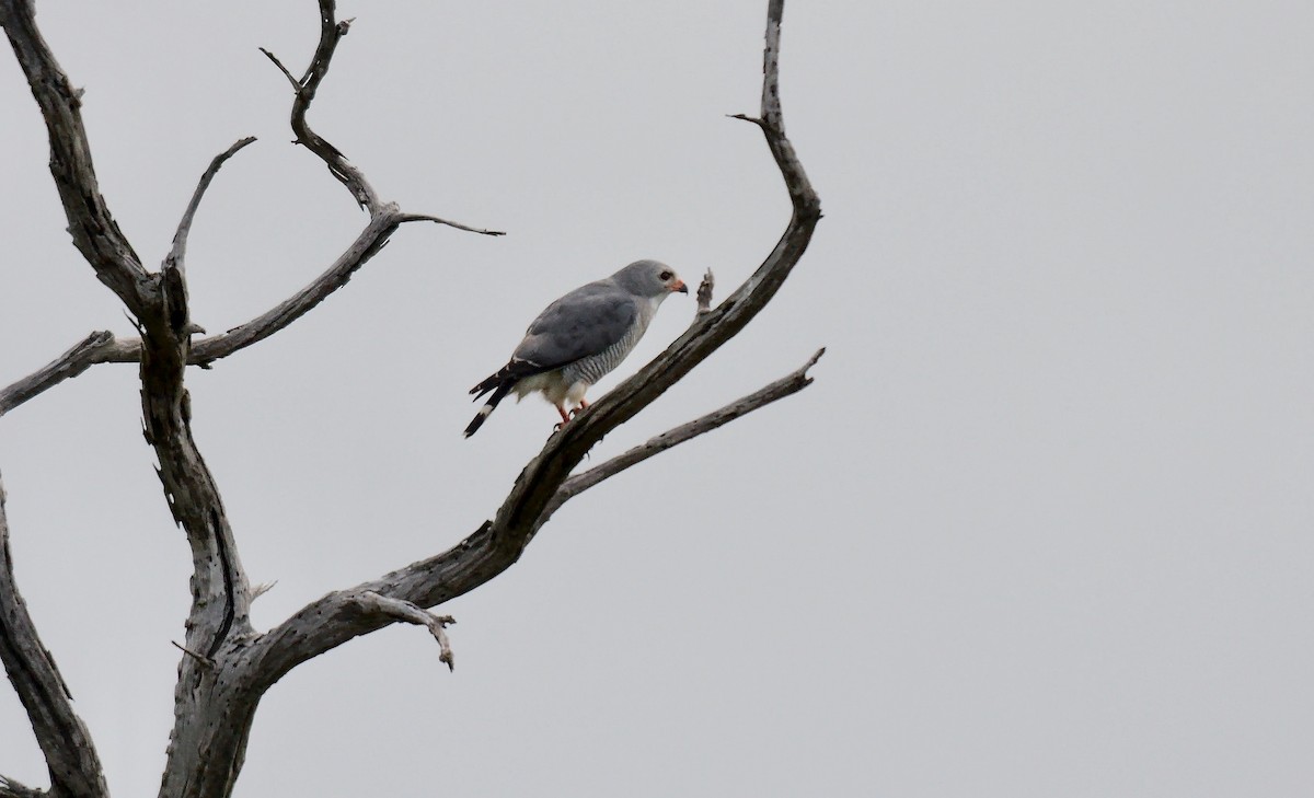 Lizard Buzzard - ML638623382