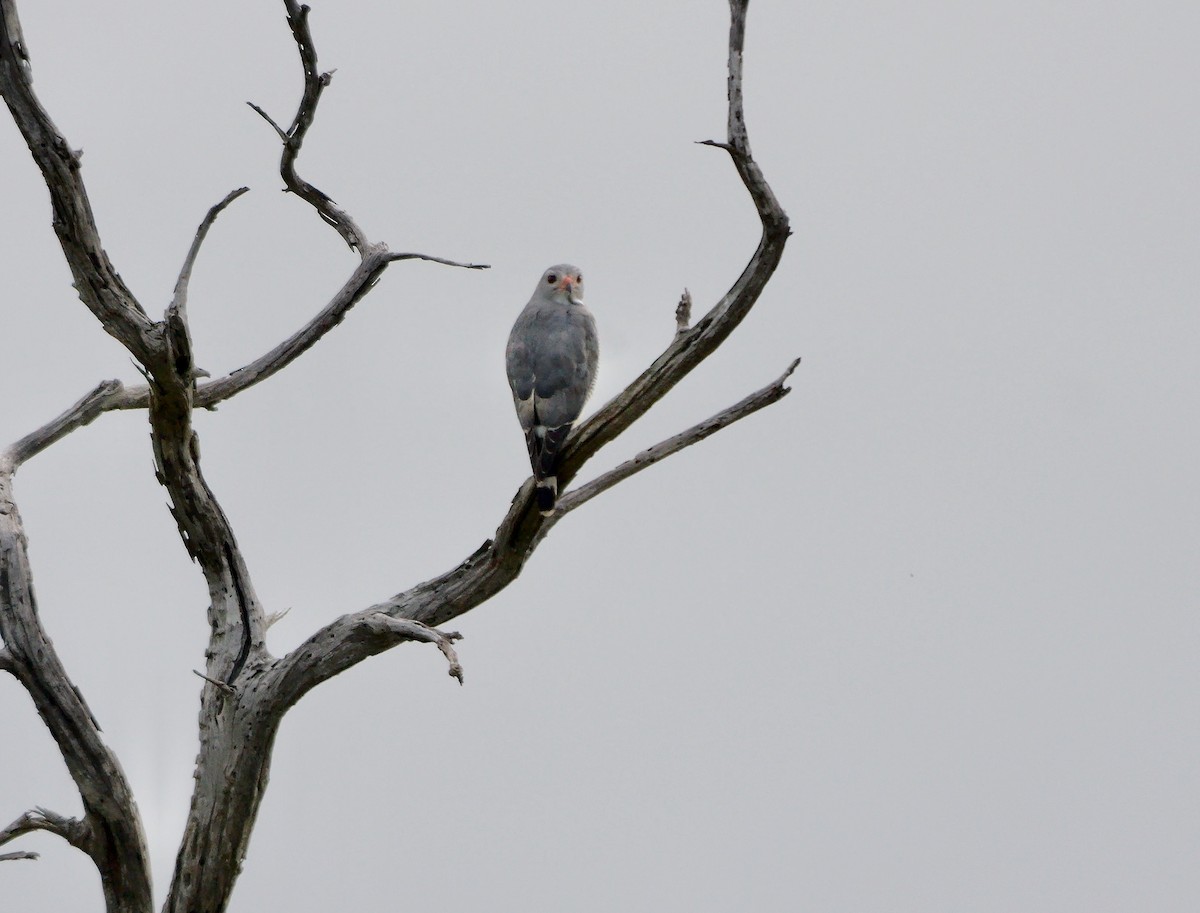 Lizard Buzzard - ML638623383