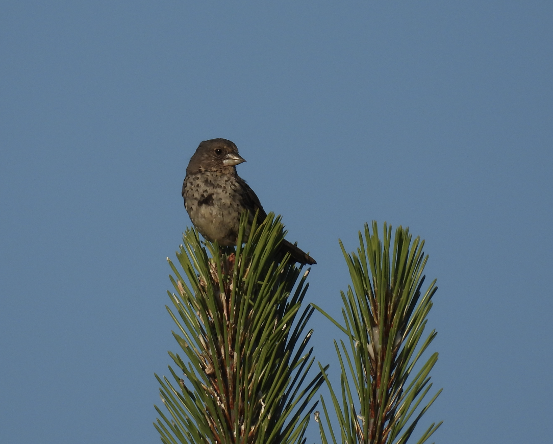 Fox Sparrow (Thick-billed) - ML638623405