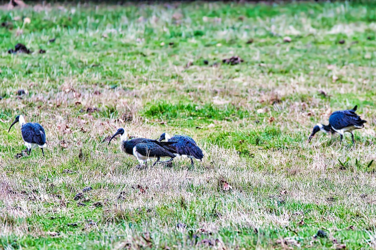Straw-necked Ibis - ML638623408