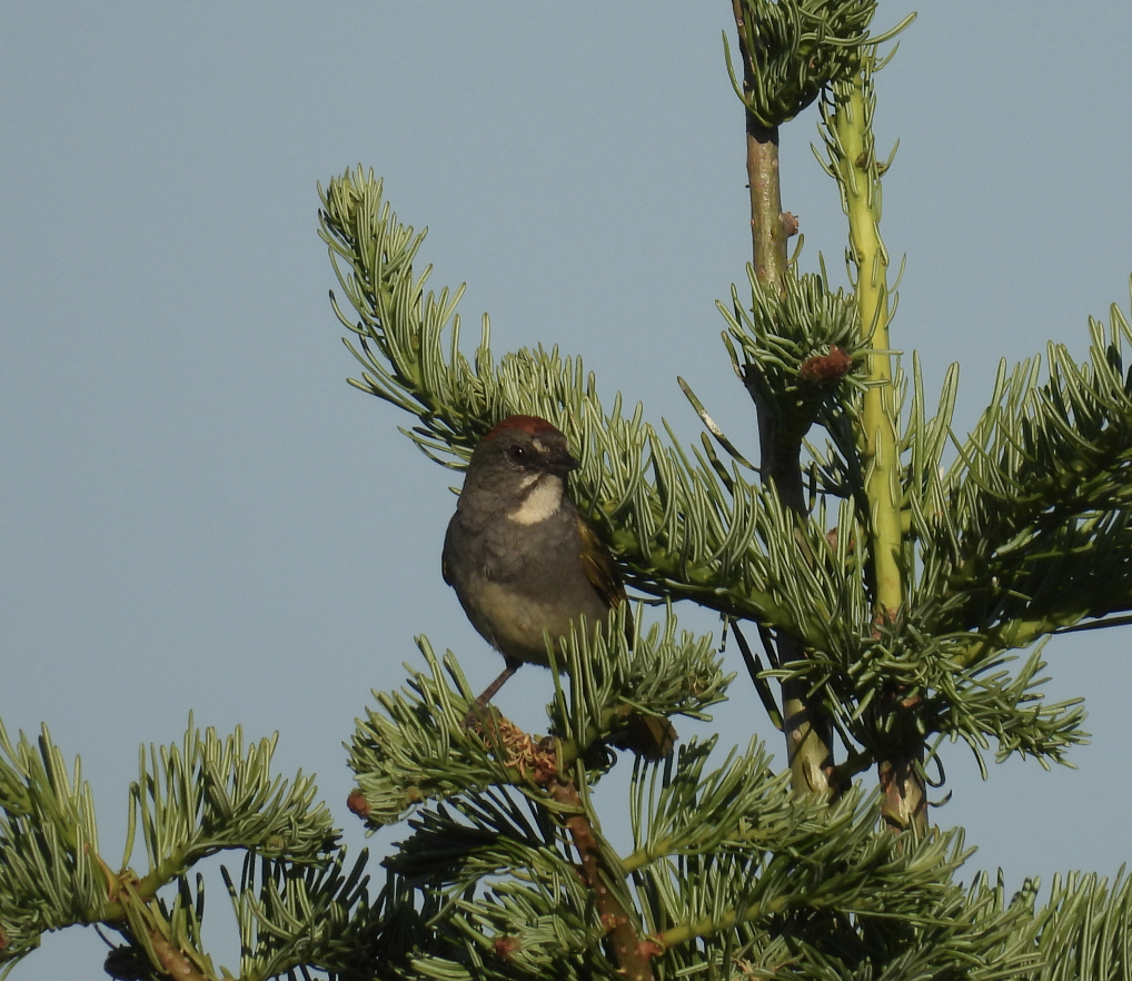 Green-tailed Towhee - ML638623410