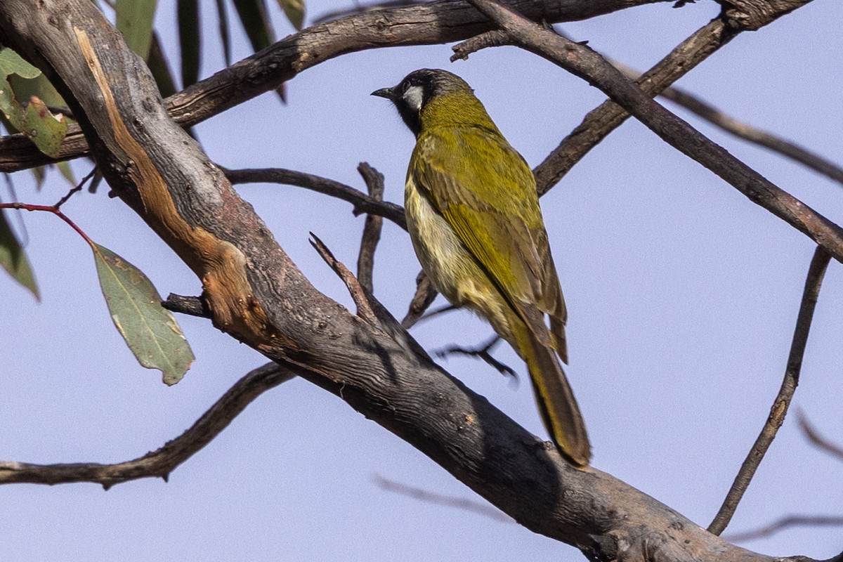 White-eared Honeyeater - ML638623411