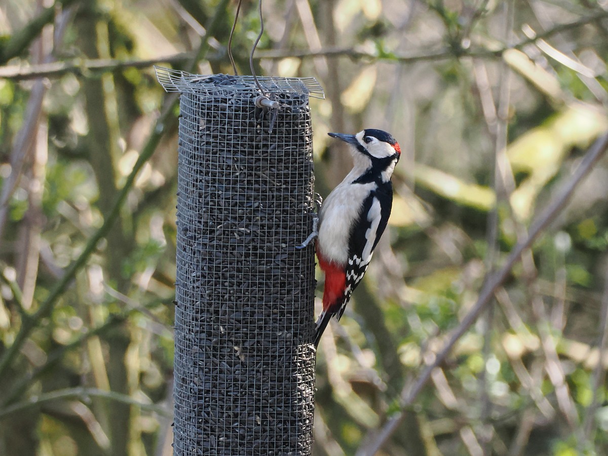 Great Spotted Woodpecker - ML638623415