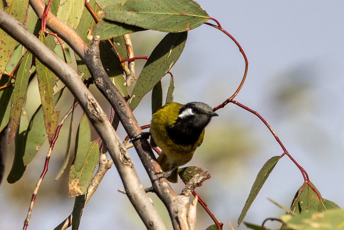 White-eared Honeyeater - ML638623418
