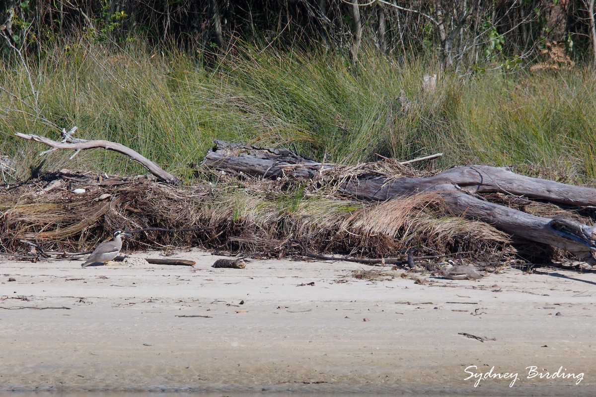 Beach Thick-knee - ML638623419